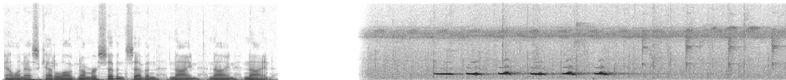 Benekli Yerçavuşu (macularius) - ML77999