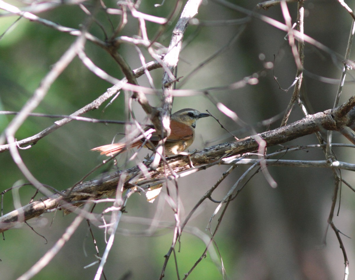 Synallaxe à bavette - ML78005171