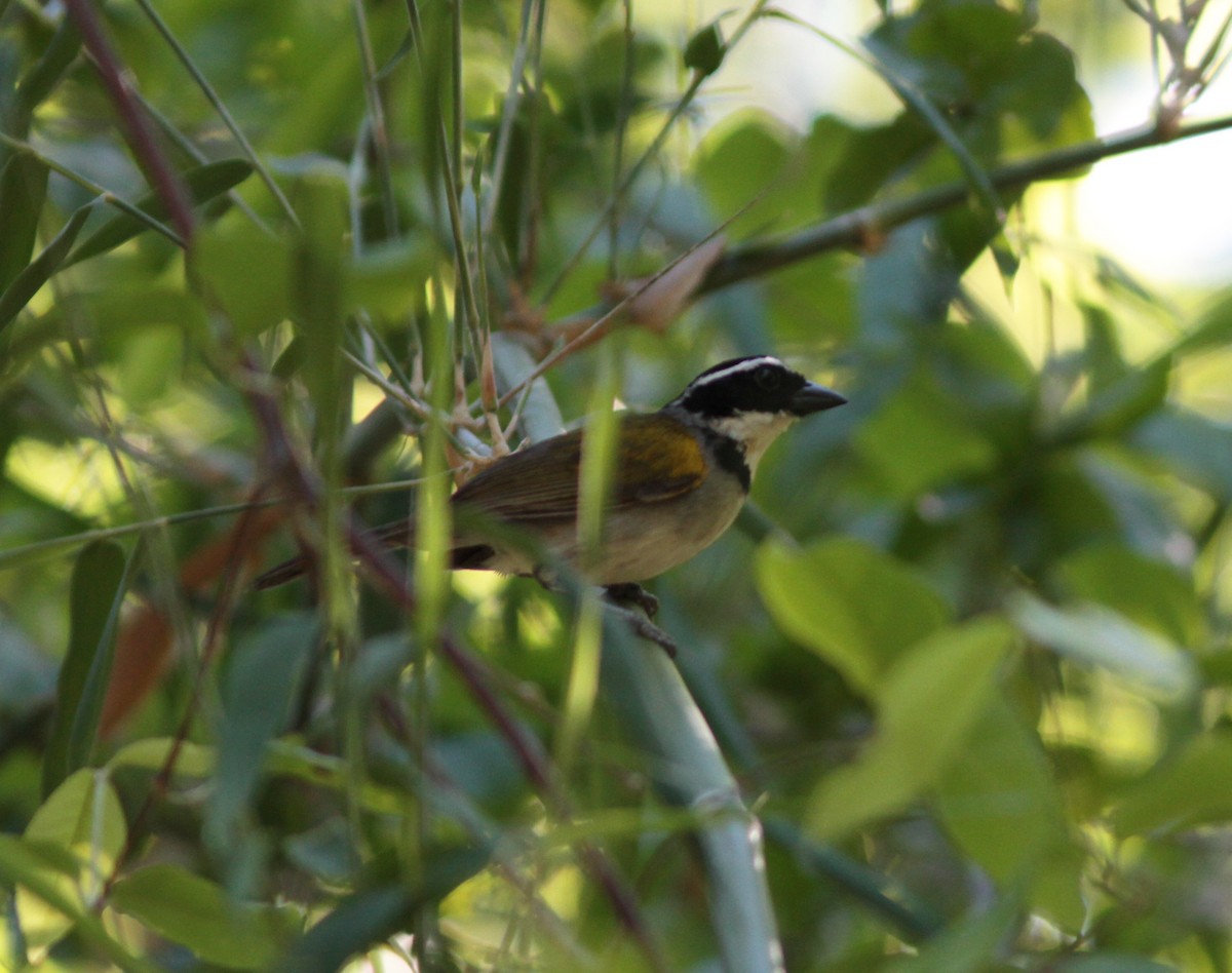 Pectoral Sparrow - ML78005691