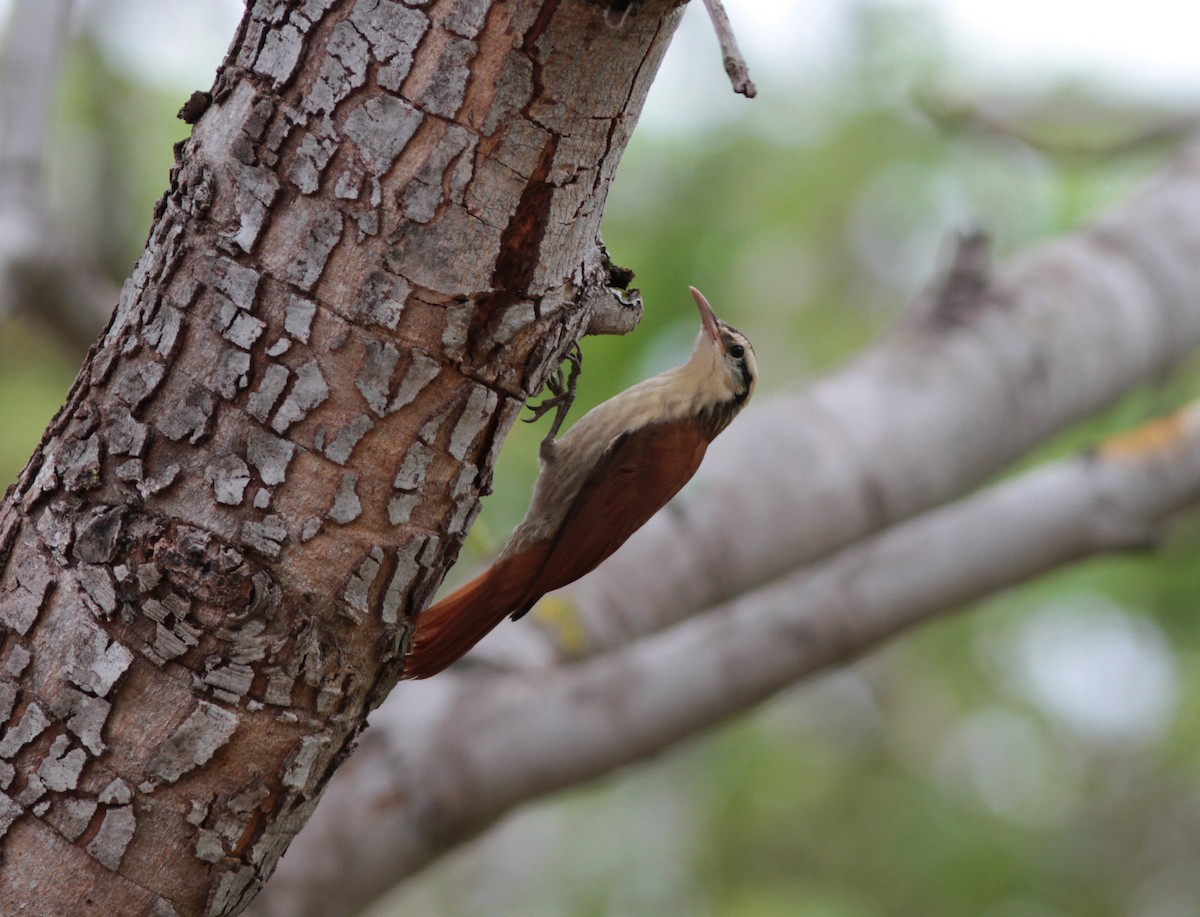 Narrow-billed Woodcreeper - ML78006031