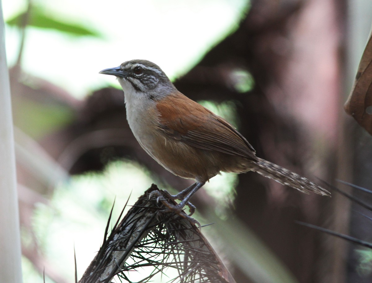 Moustached Wren - ML78006311