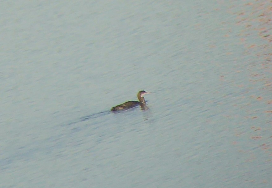 Common Loon - ML78006361