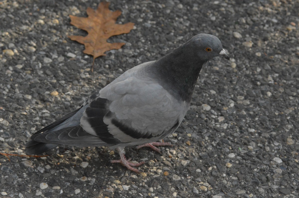 Rock Pigeon (Feral Pigeon) - ML78007471