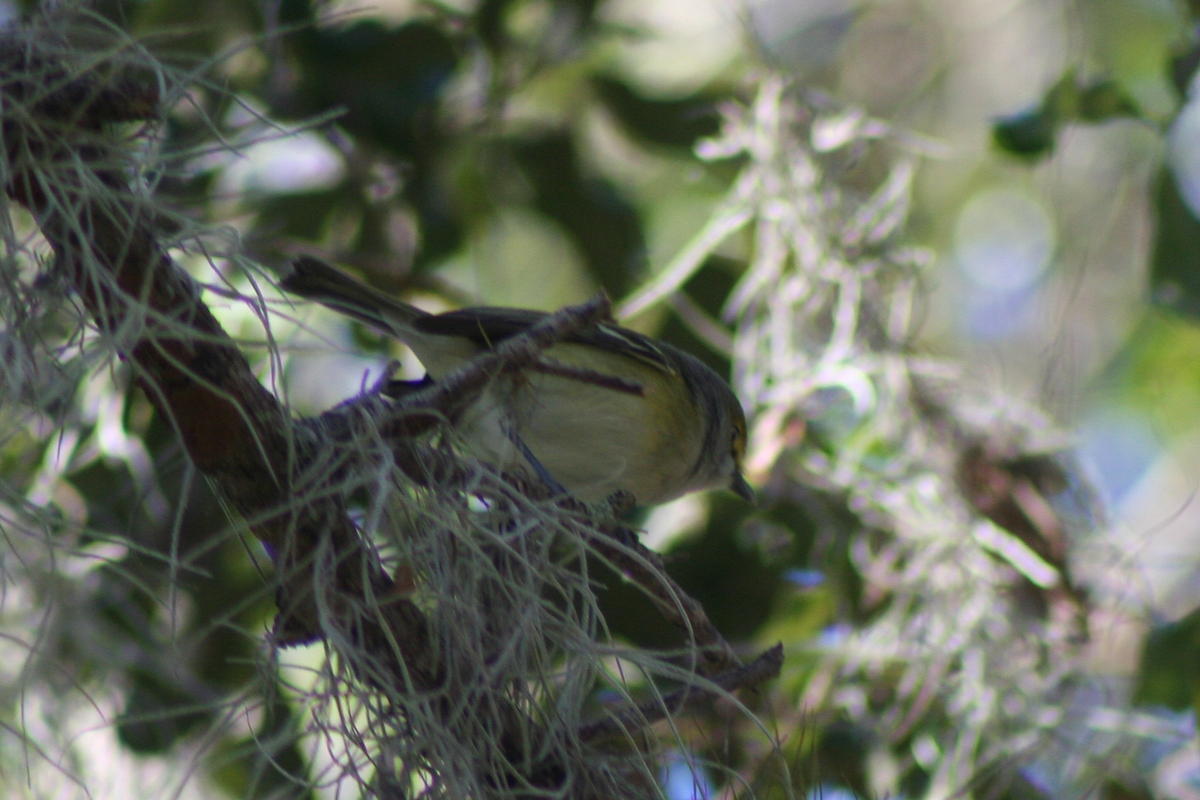 Ak Gözlü Vireo - ML78007781