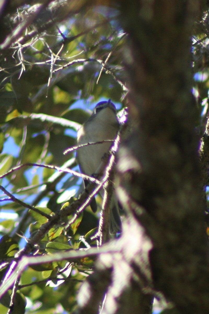 Vireo Solitario - ML78007801