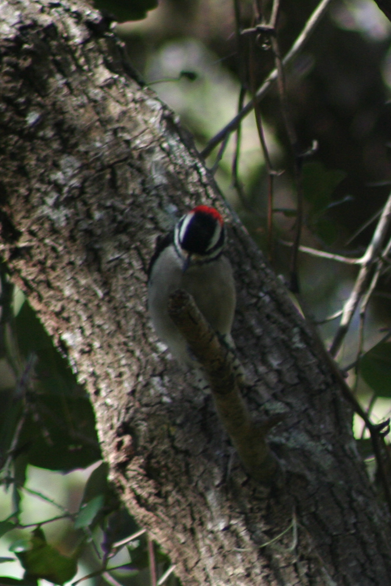 Downy Woodpecker - ML78007871