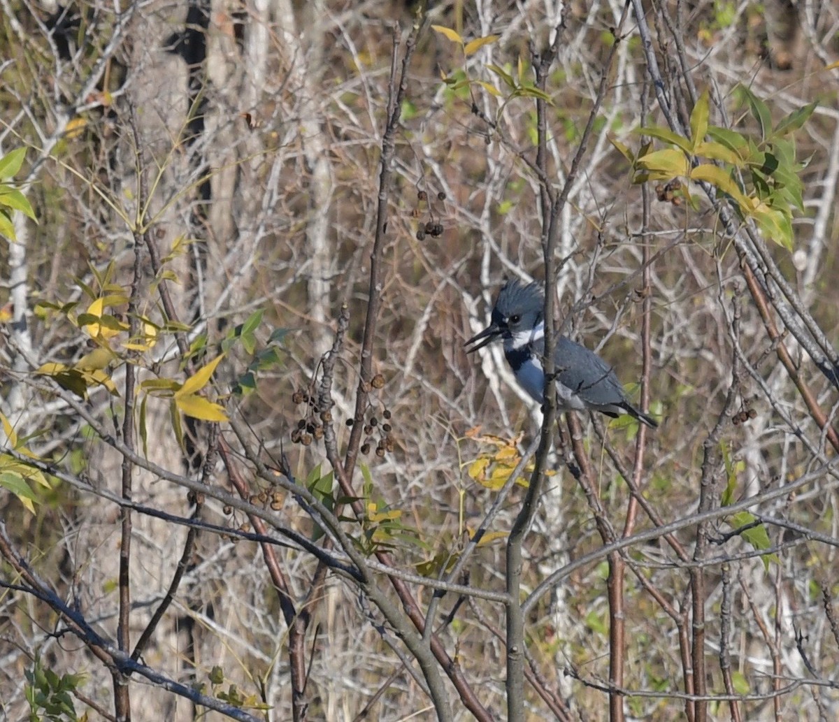 Belted Kingfisher - ML78008011