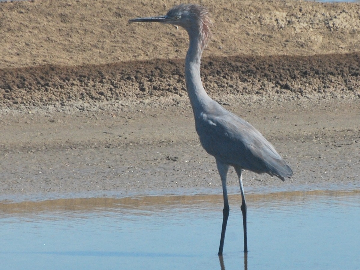 Reddish Egret - ML78008171