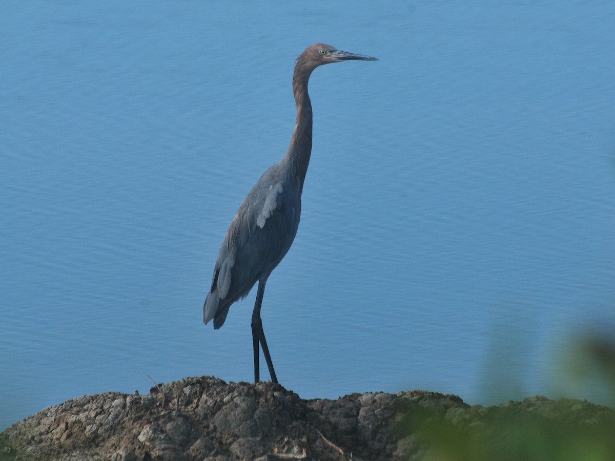 Reddish Egret - ML78008571