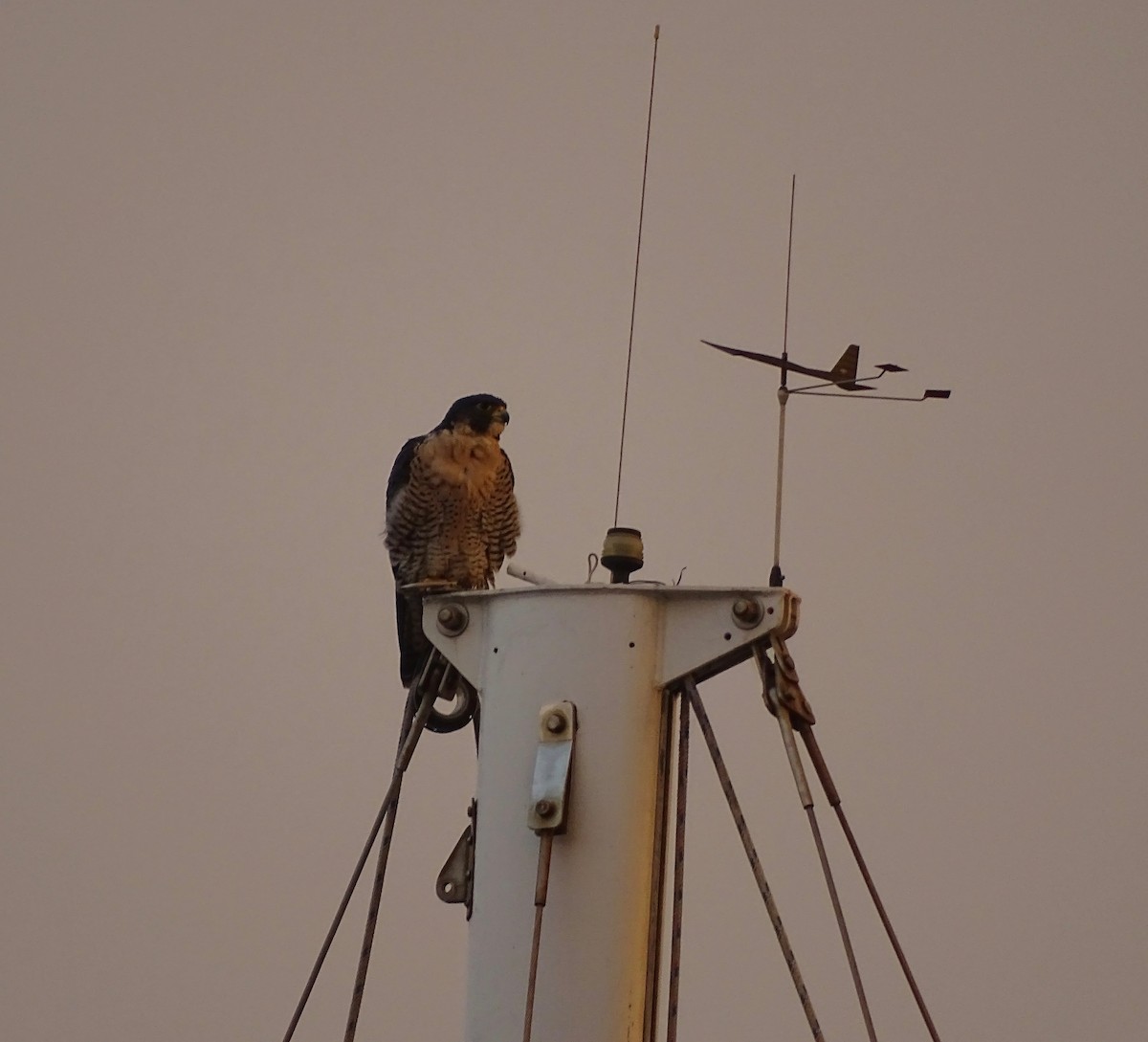 Peregrine Falcon - ML78008941