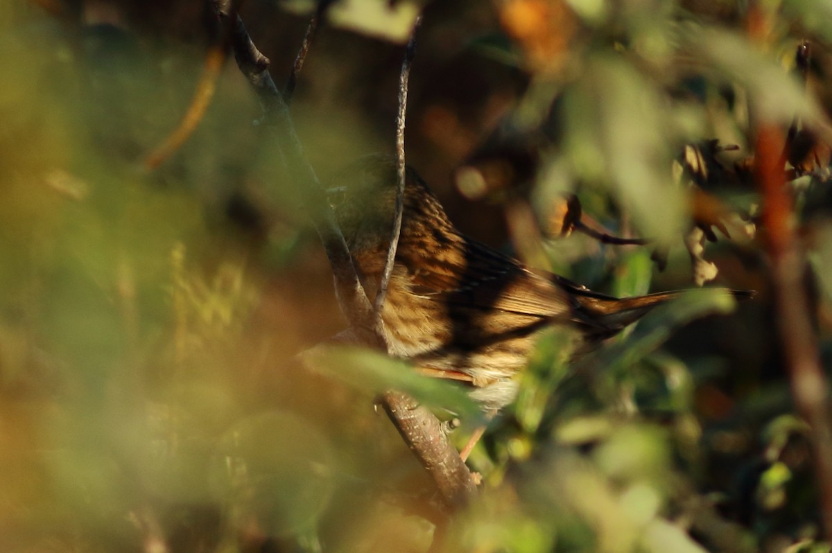 Dunnock - ML78008971