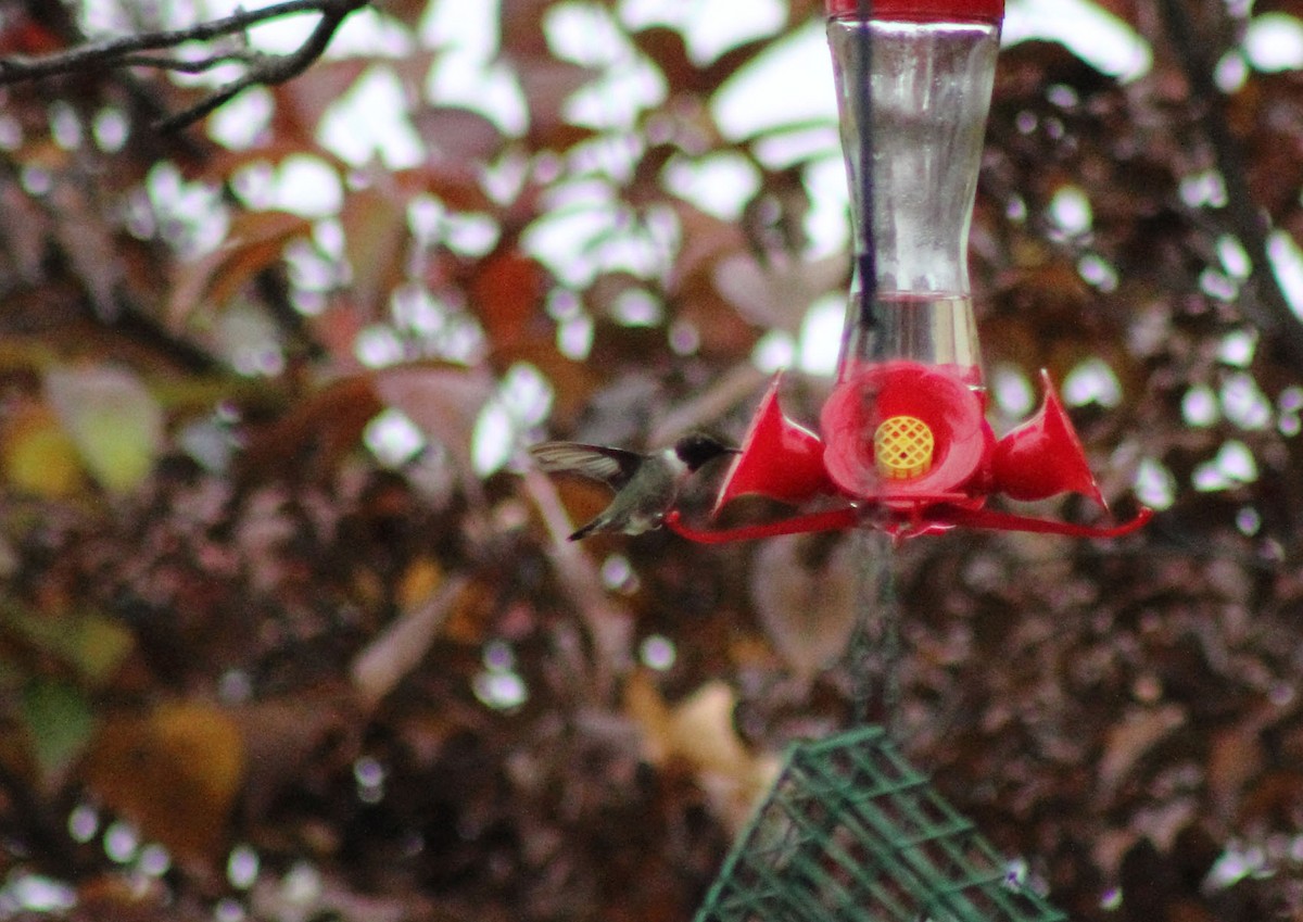 Black-chinned Hummingbird - ML78011451