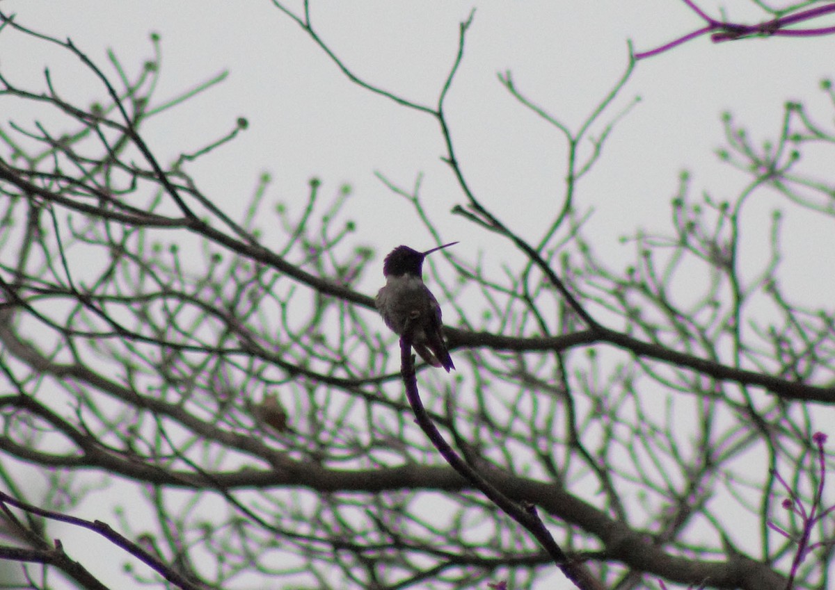 Black-chinned Hummingbird - ML78011471