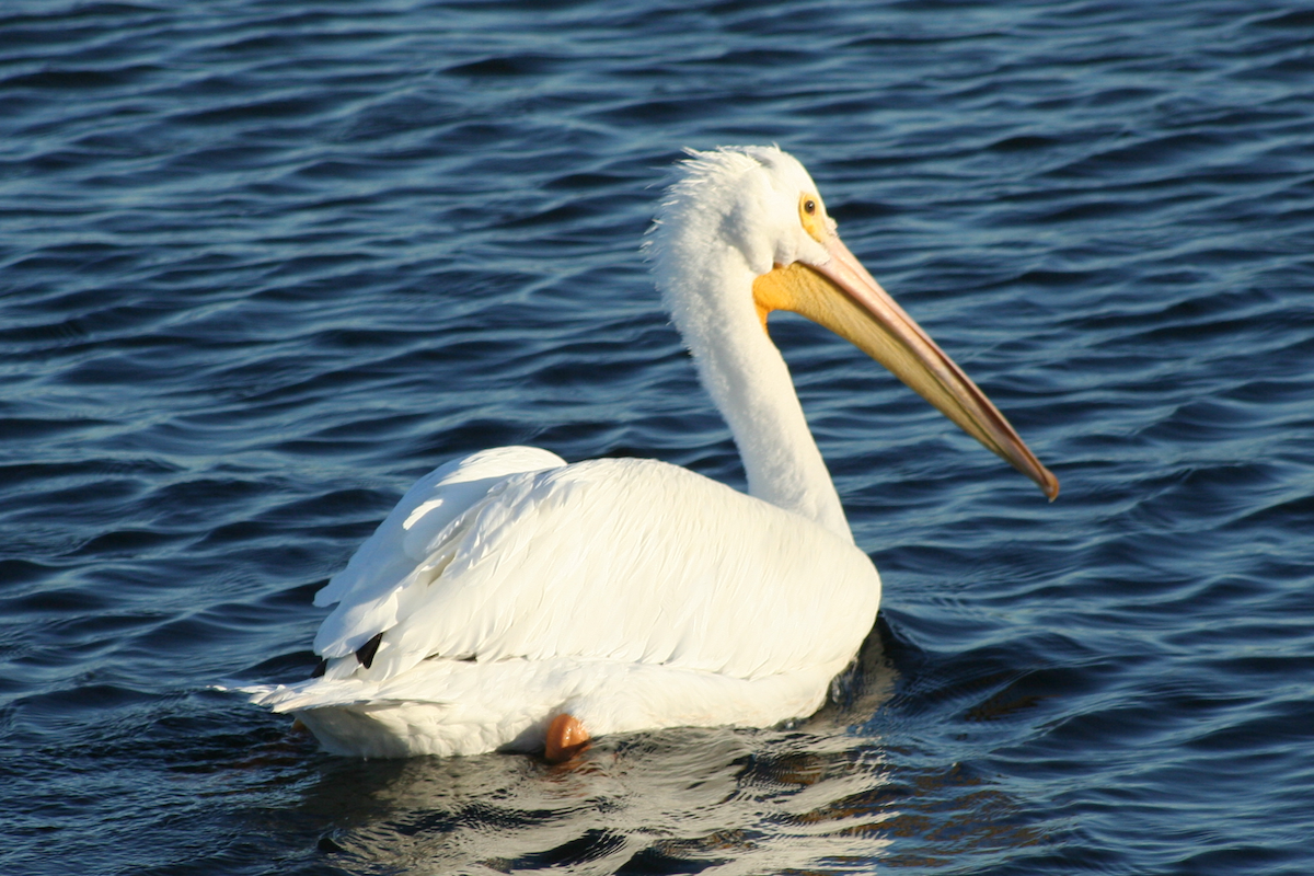 pelikán severoamerický - ML78011711