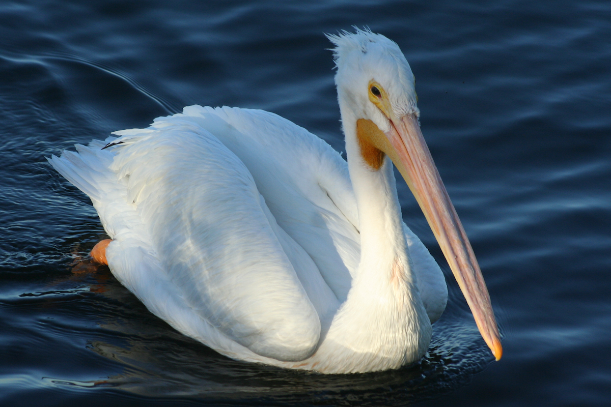 pelikán severoamerický - ML78011771