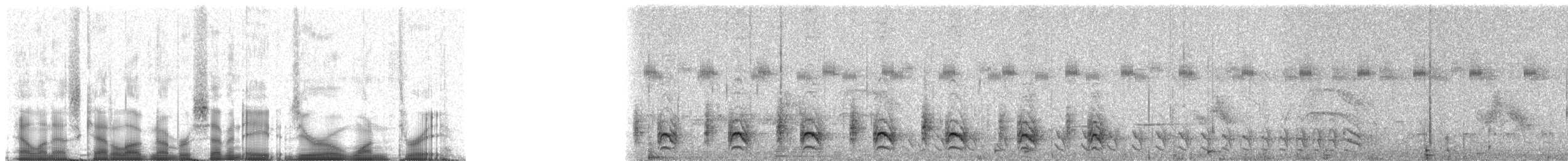 riobrancomaurfugl - ML78013