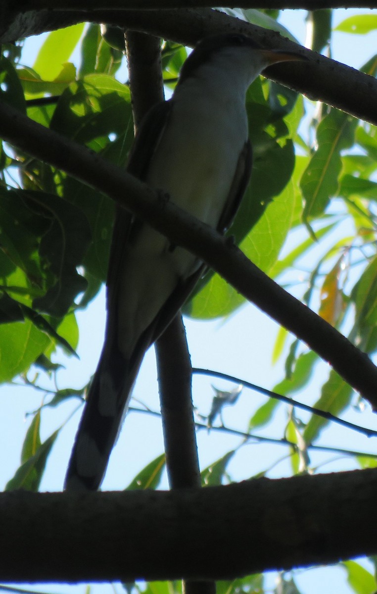 Pearly-breasted Cuckoo - Peter Colasanti