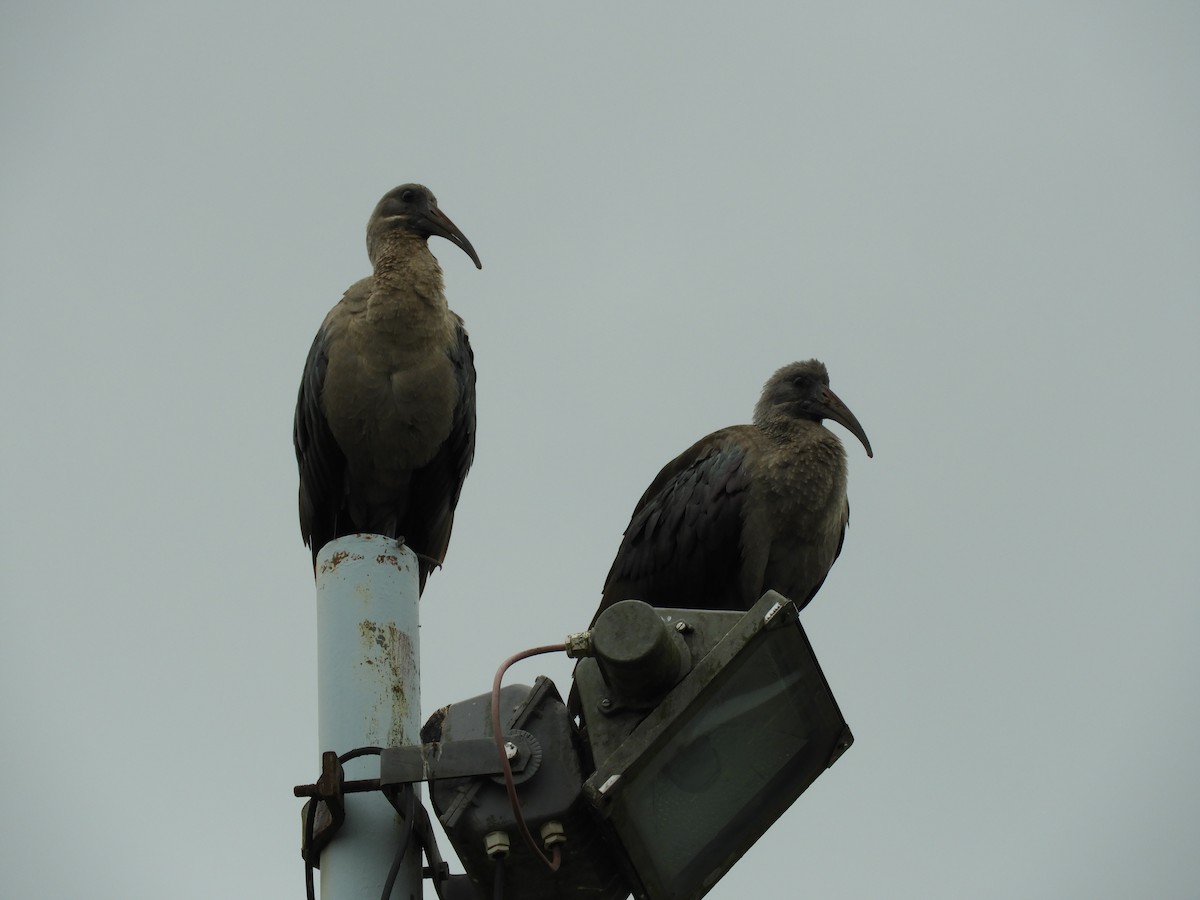 Hadada Ibis - ML78013731