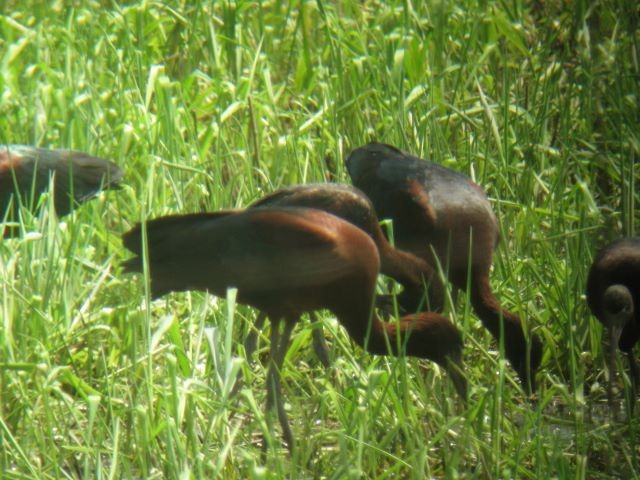 Glossy Ibis - ML78014411