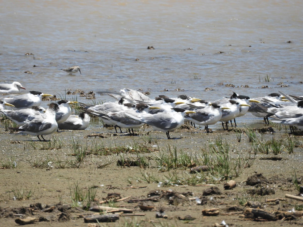 鳳頭燕鷗 - ML78015591