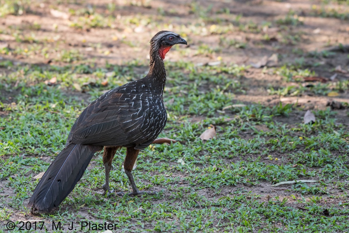 Chestnut-bellied Guan - ML78015941