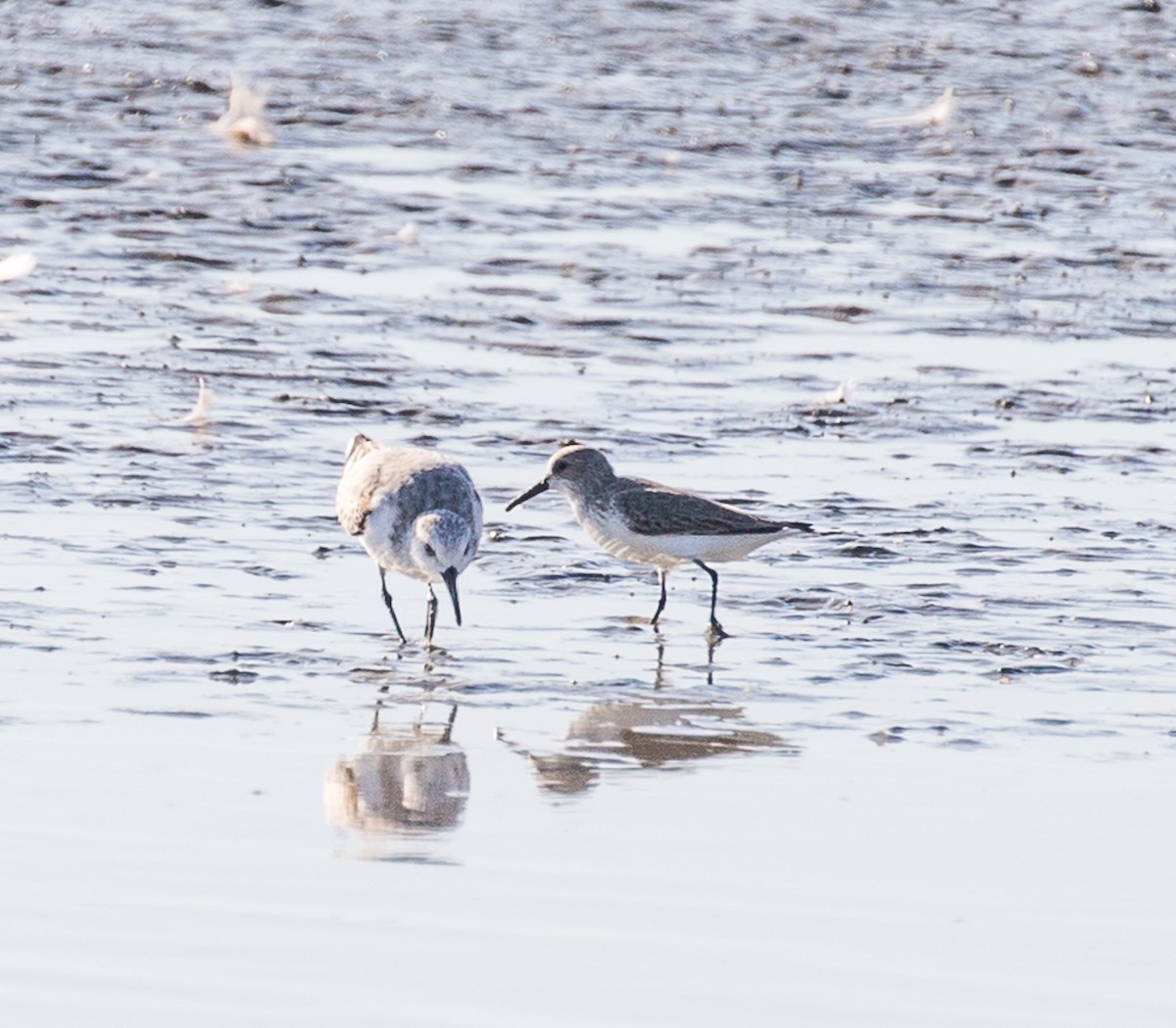 Western Sandpiper - ML78017571