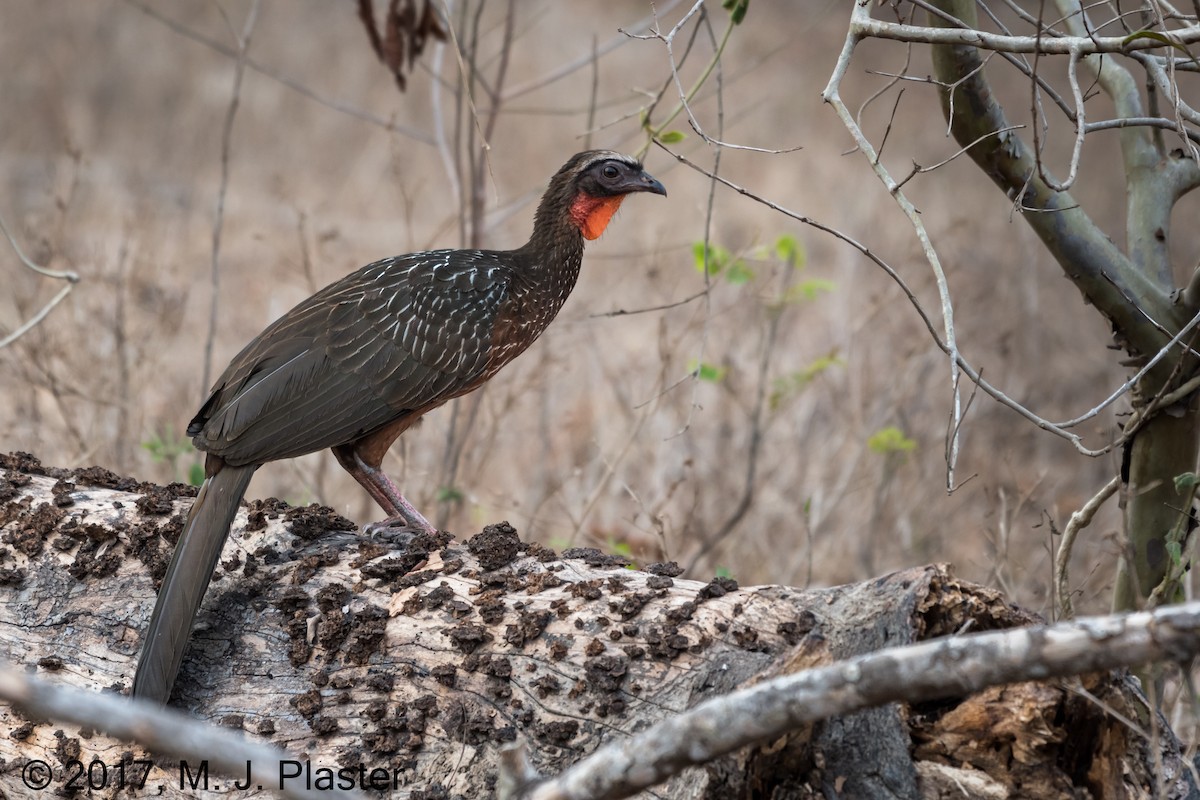 Chestnut-bellied Guan - ML78017601