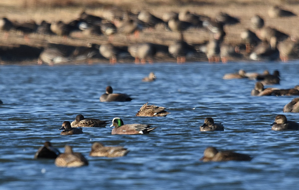 American Wigeon - ML78018841