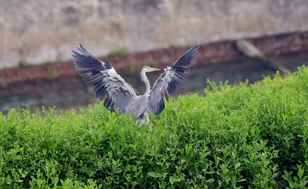 Gray Heron - ML78019231