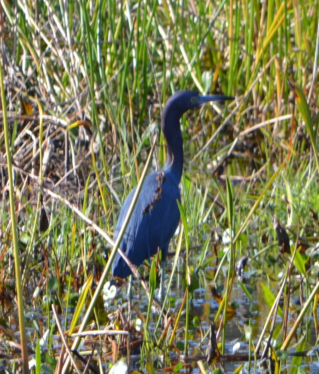 Little Blue Heron - ML78019351