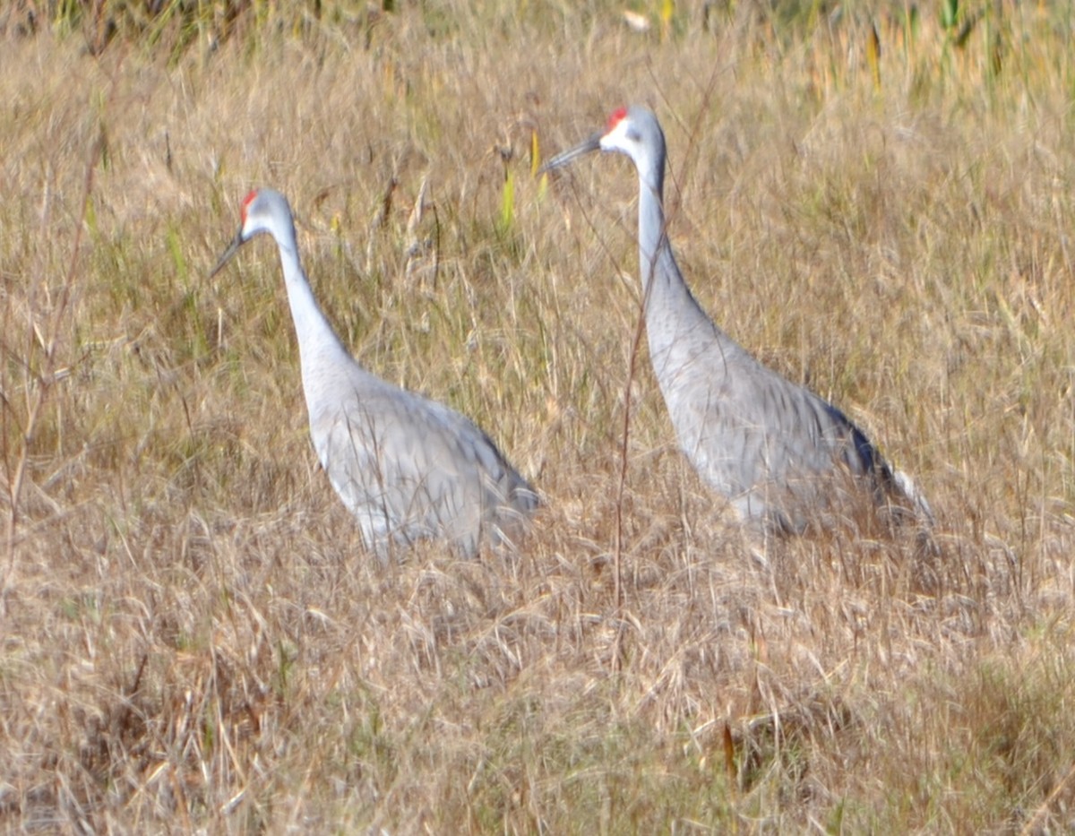 Sandhill Crane - ML78019861