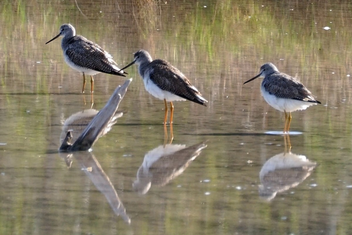 Greater Yellowlegs - Dina Perry