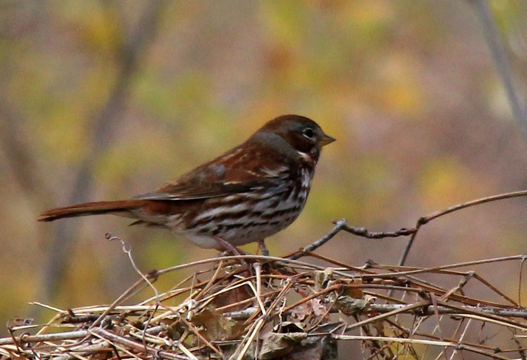 Fox Sparrow - ML78022321