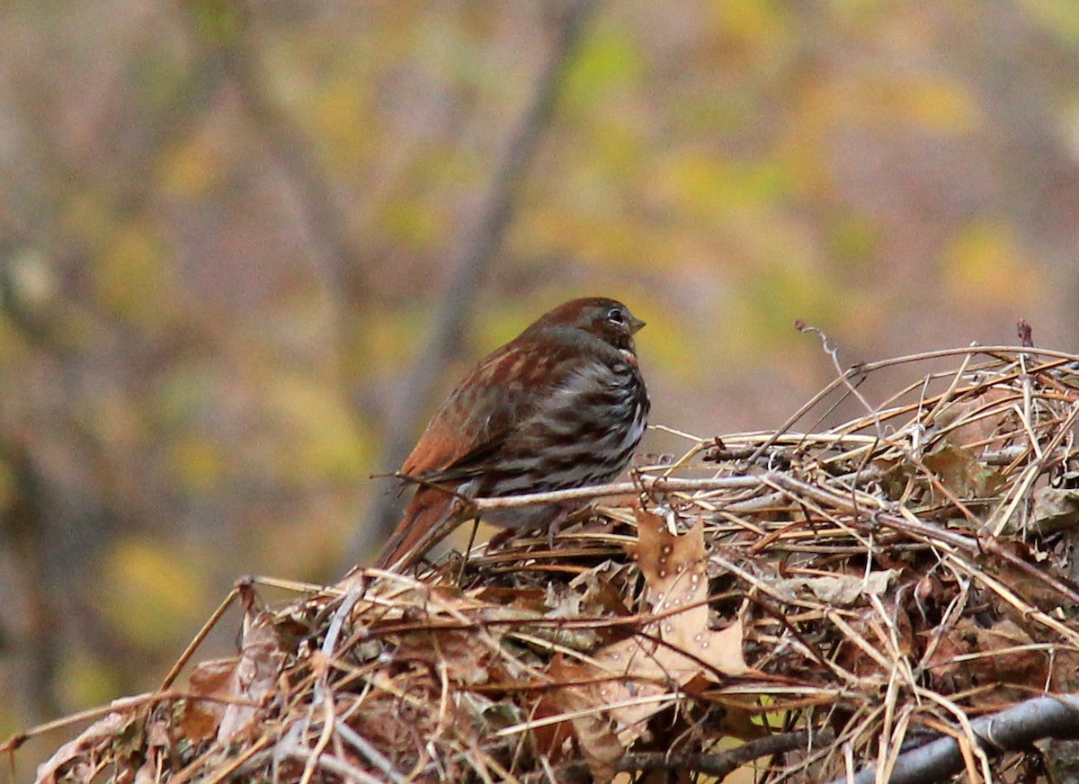 Fox Sparrow - ML78022381