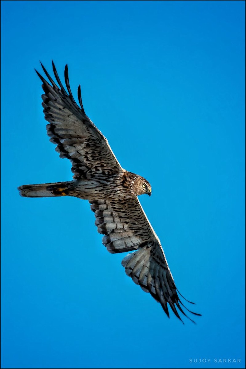 Pied Harrier - Biswanath Mondal