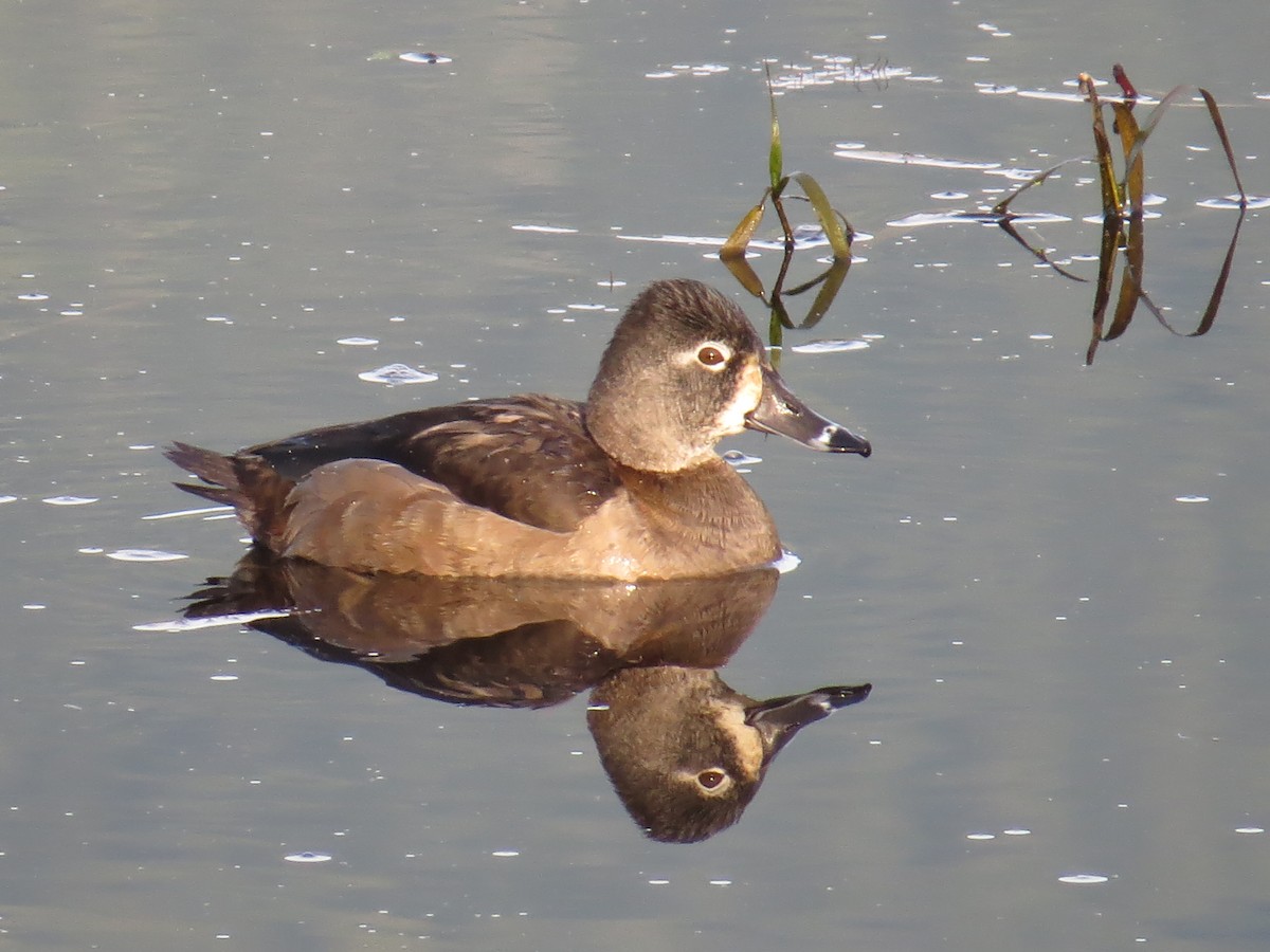 Ring-necked Duck - Hilary Maguire