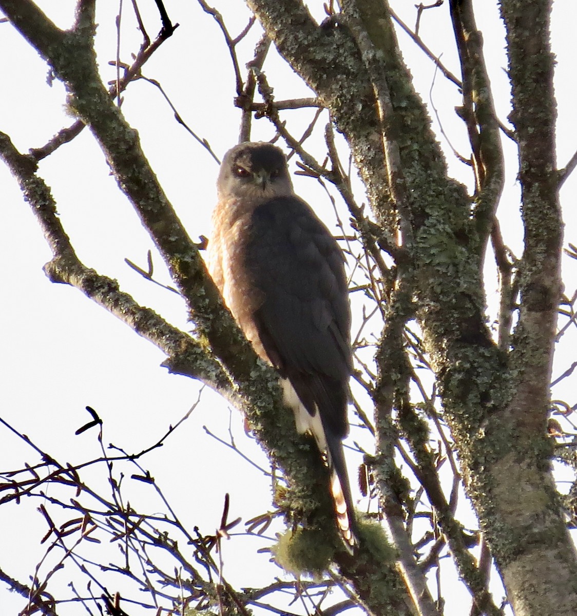 Cooper's Hawk - Hilary Maguire