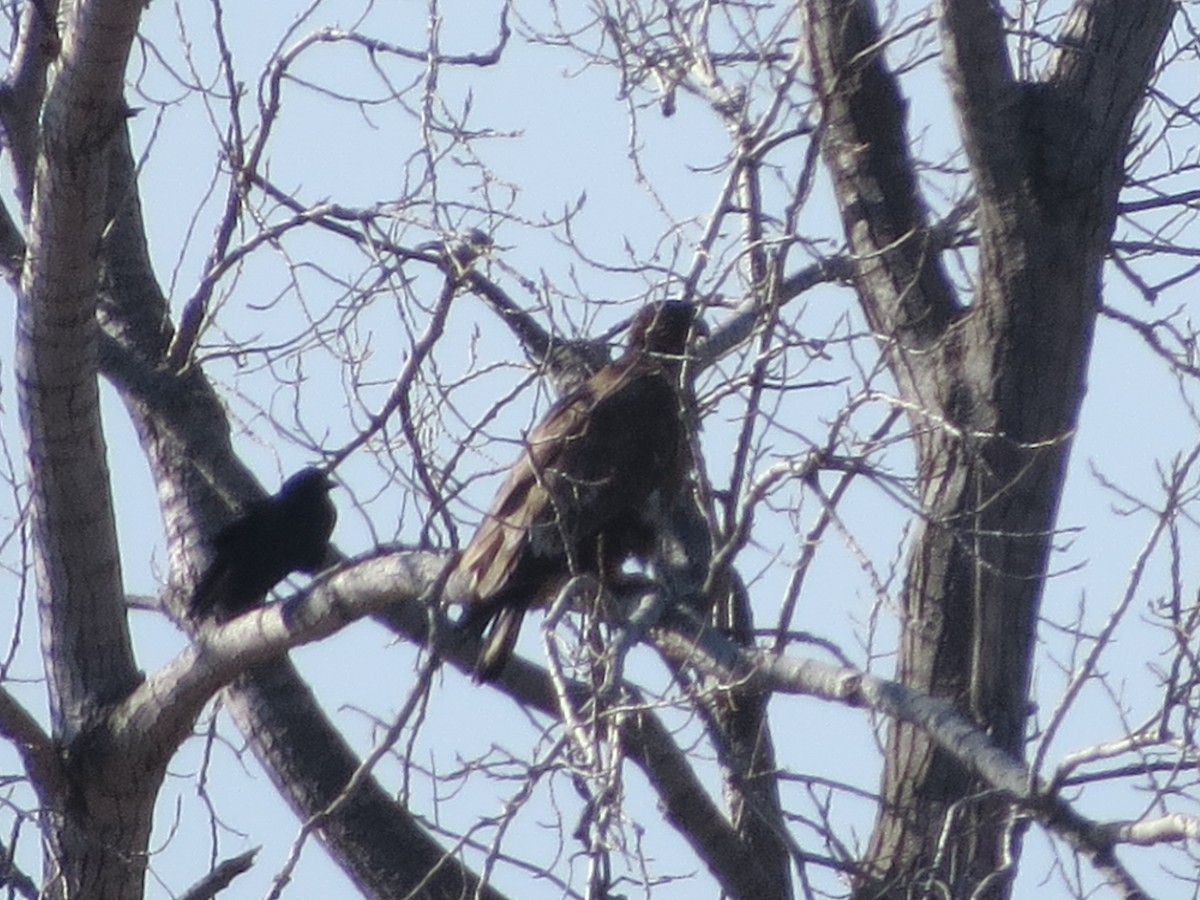 Bald Eagle - Ethan Maynard