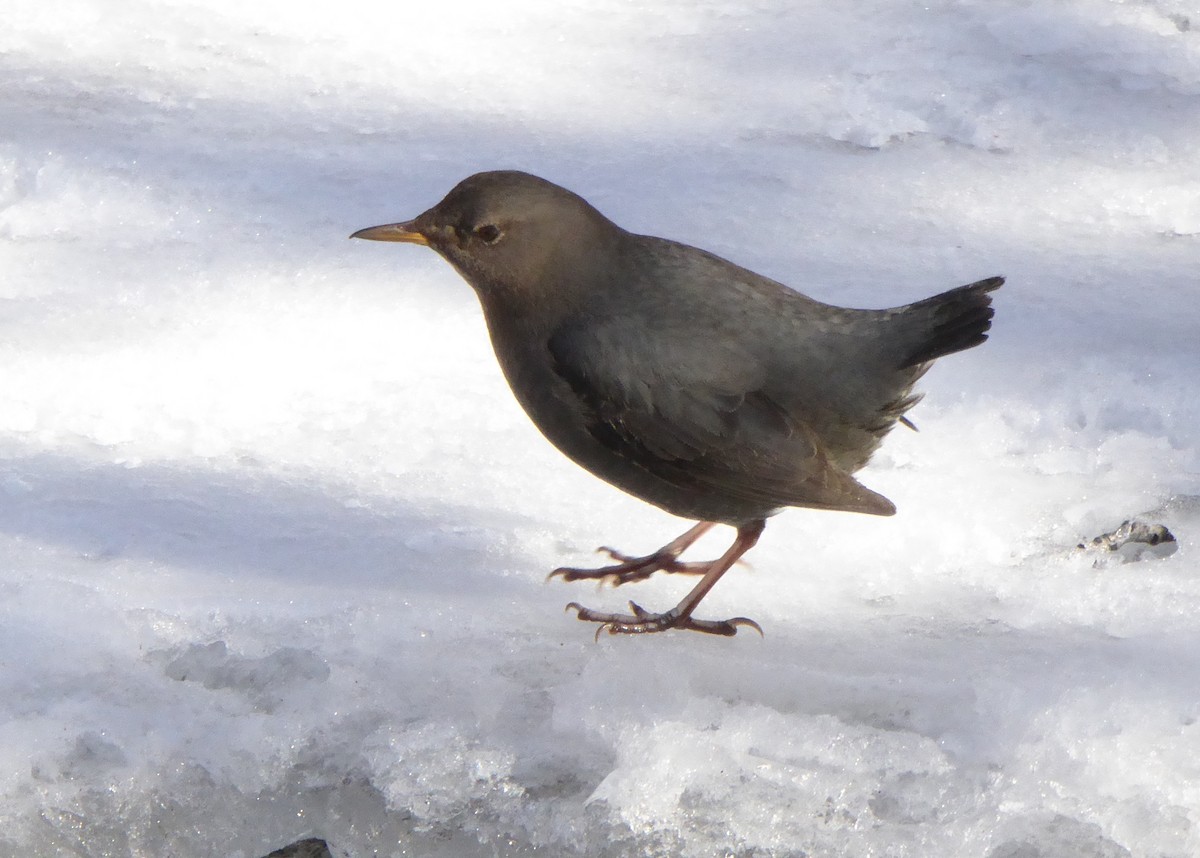 American Dipper - ML78024701