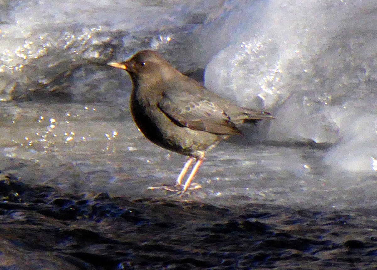 American Dipper - ML78024721