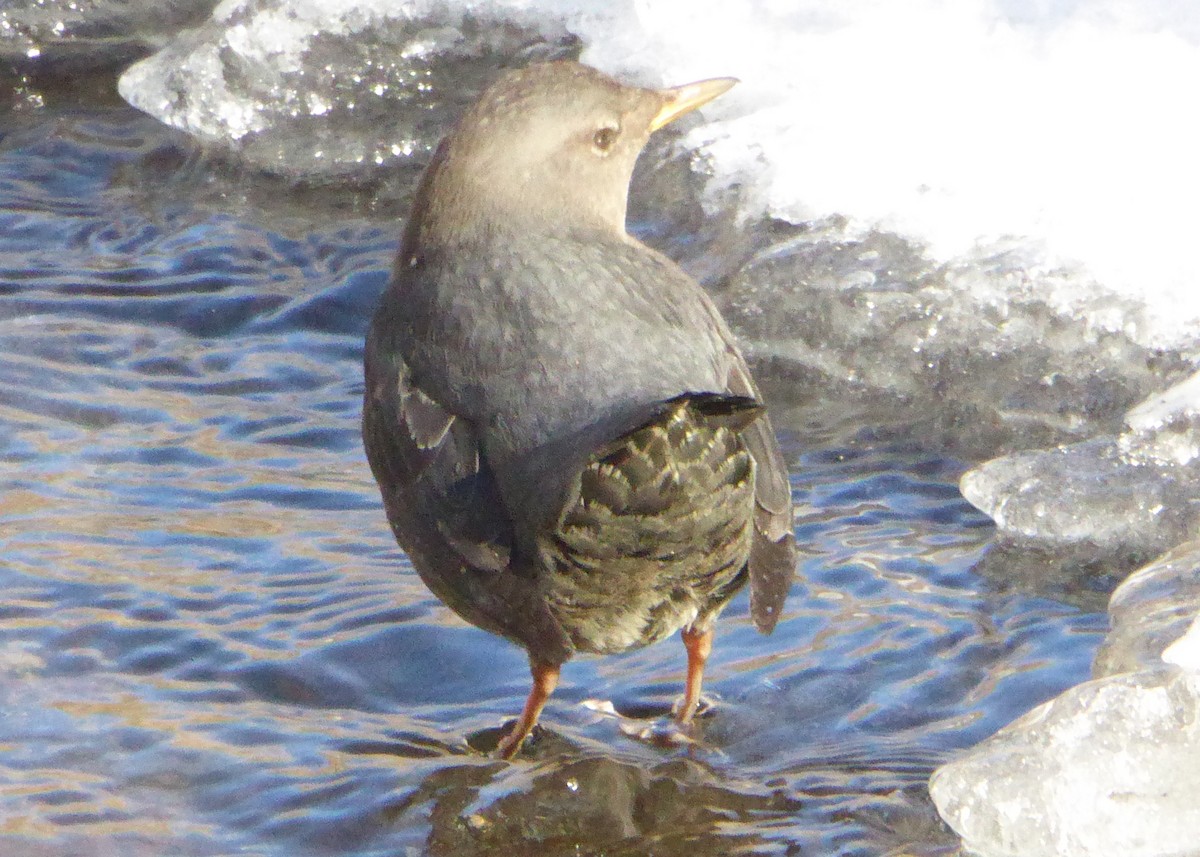 American Dipper - ML78024741