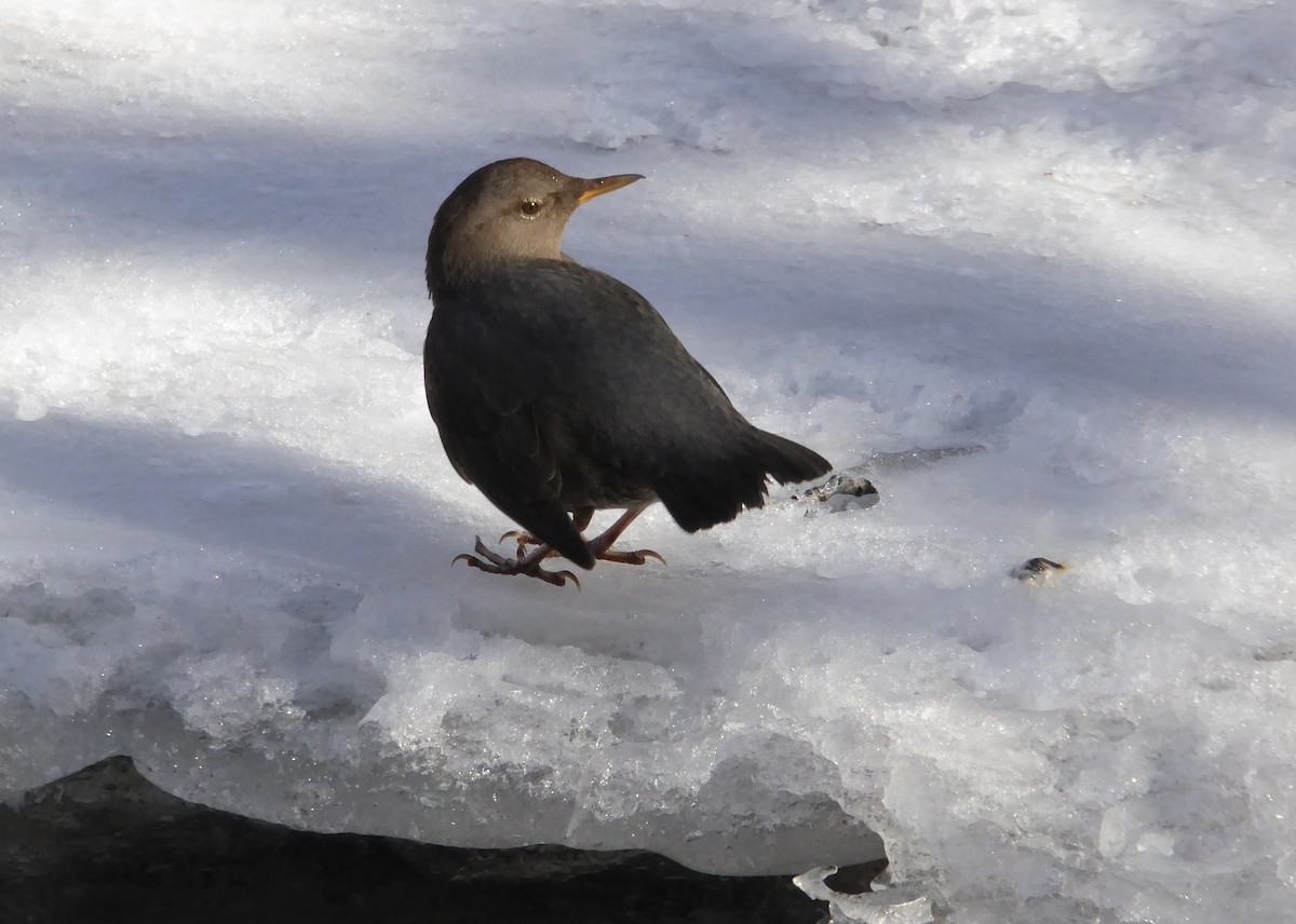 American Dipper - ML78024761