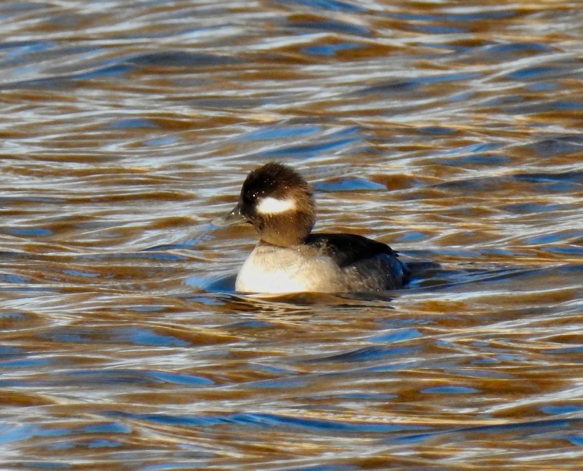 Bufflehead - ML78026641