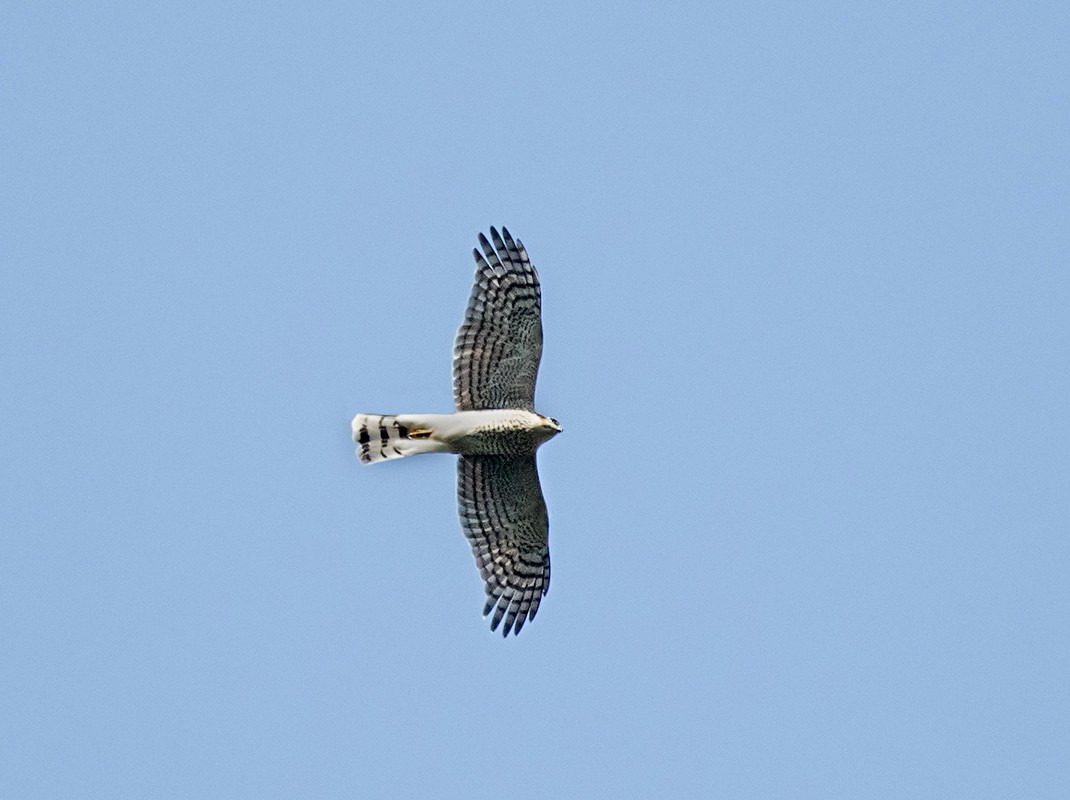 Eurasian Sparrowhawk - ML78028121