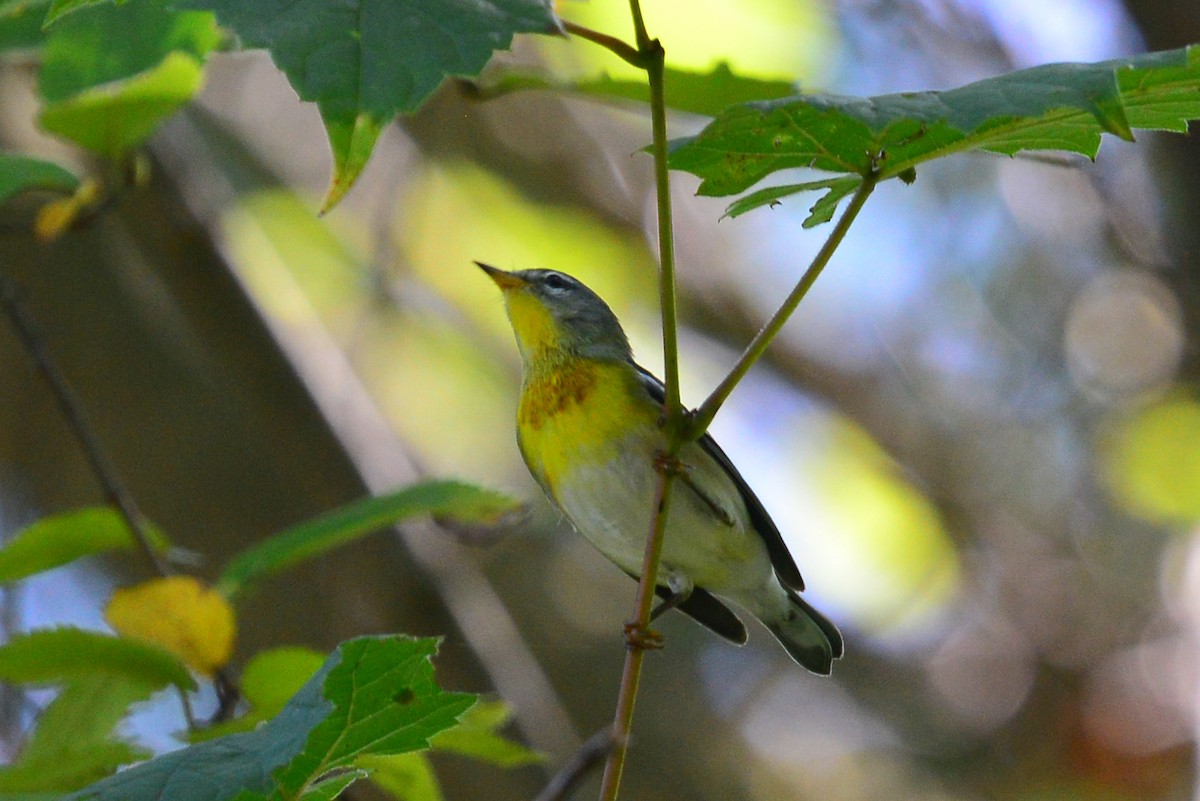 Northern Parula - ML78029801