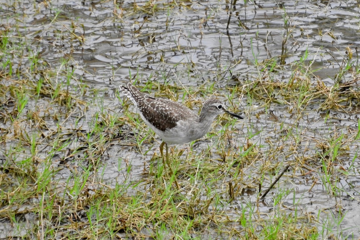 Wood Sandpiper - ML78031561