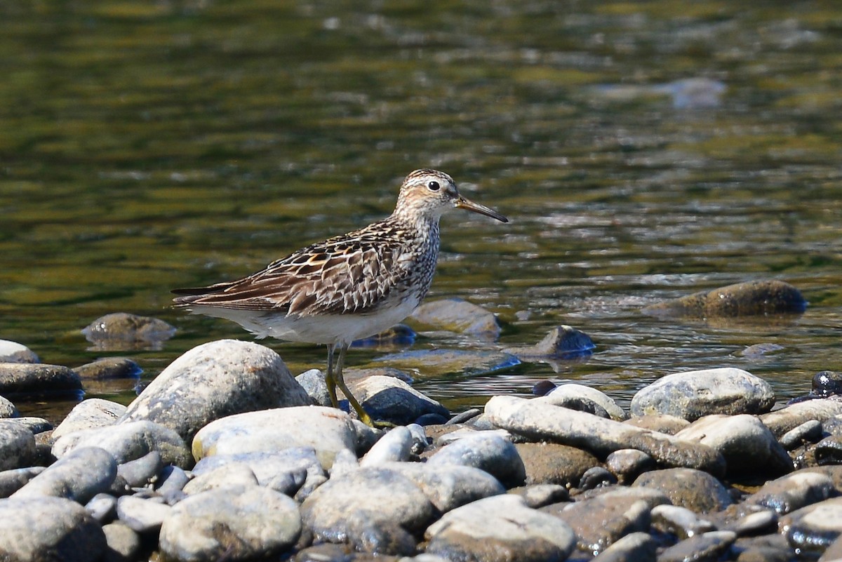 Pectoral Sandpiper - George Chiu