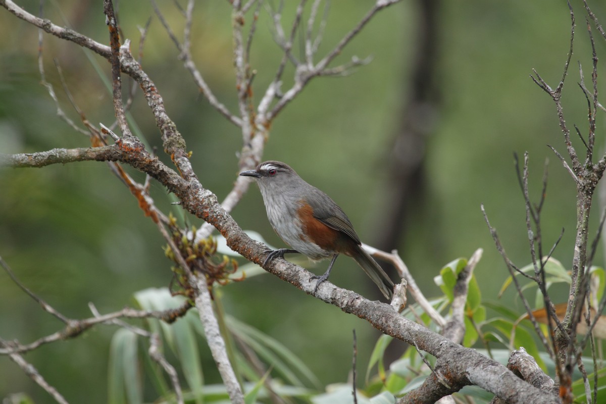 Ashambu Laughingthrush - Vivek Chandran