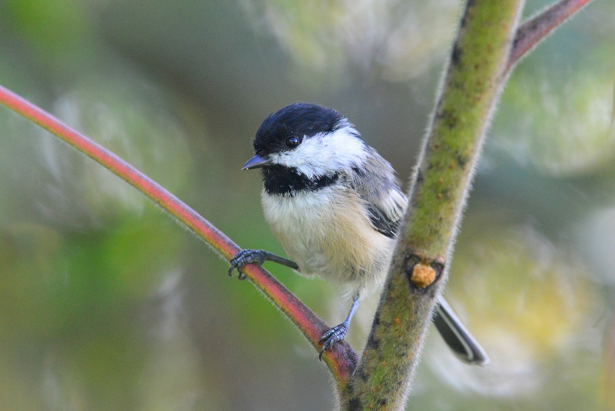 Black-capped Chickadee - ML78032301