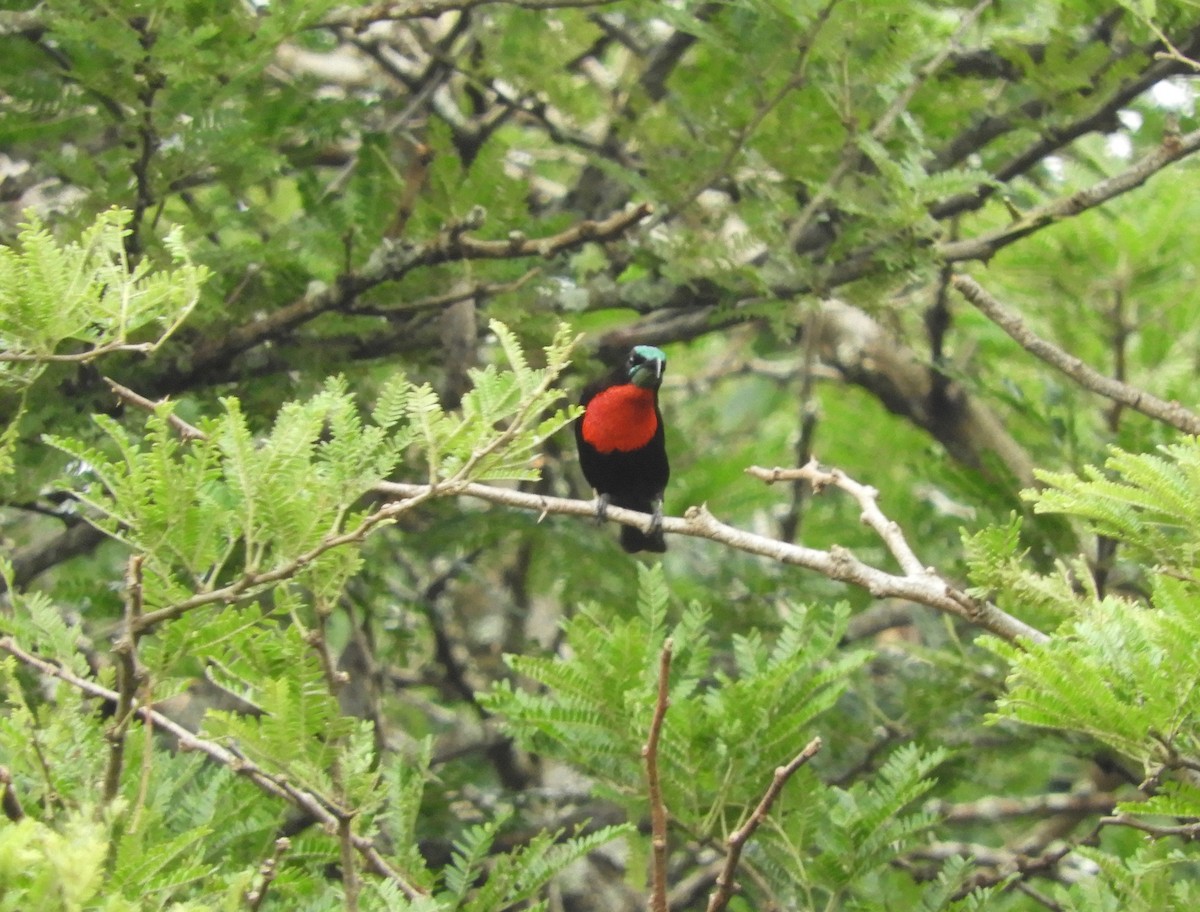 Scarlet-chested Sunbird - Anonymous